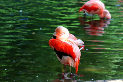 View of duck in lake