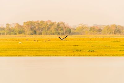 Birds flying over field against clear sky