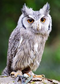 Close-up portrait of owl