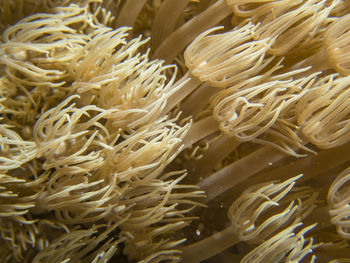 Full frame shot of corn