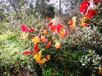 Close-up of red flowers growing on tree