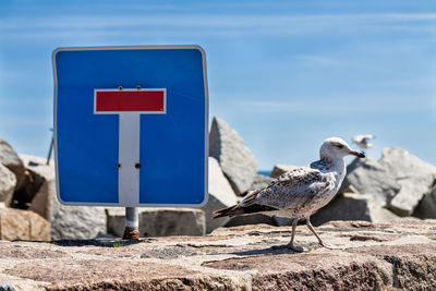 Seagull by sign on rock against sky