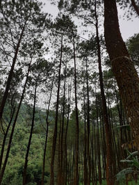 Low angle view of bamboo trees in forest