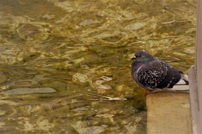 Close-up of bird perching in water