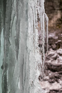 Close-up of icicles on tree trunk