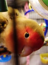 Close-up portrait of bird