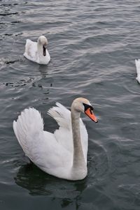 Swan swimming in lake