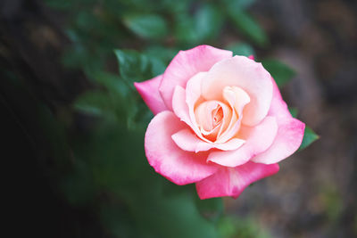 Close-up of rose