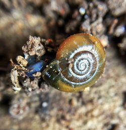 Close-up of snail