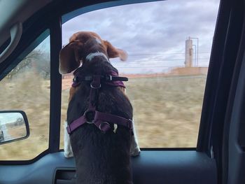 Side view of a horse in car