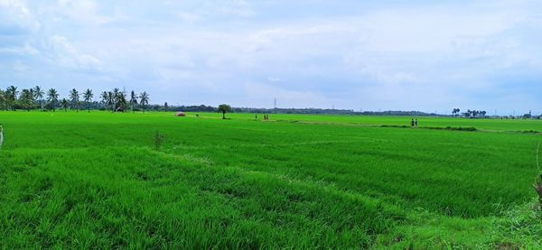 Scenic view of agricultural field against sky