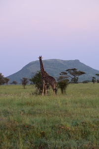 Horse standing in a field