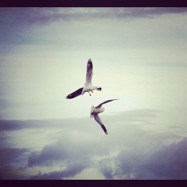 flying, bird, animal themes, spread wings, mid-air, one animal, wildlife, seagull, animals in the wild, sky, nature, low angle view, cloud - sky, no people, full length, beauty in nature, outdoors, motion, on the move, day