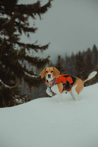 Small dog running on snow covered land