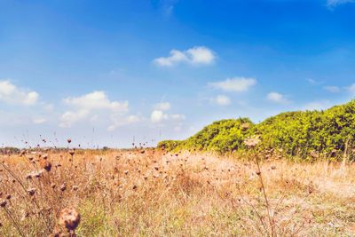 Scenic view of field against sky