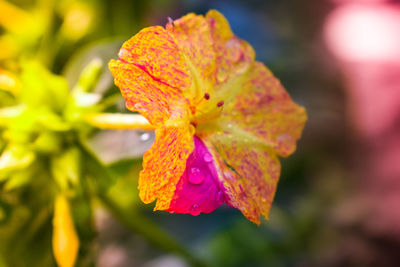 Close-up of water drops on pink flower