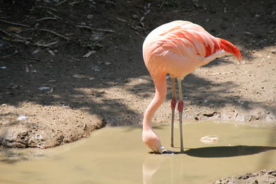 Side view of flamingo in pond at zoo