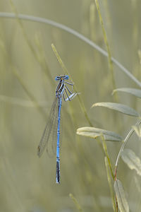 Close-up of damselfly on leaf
