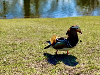 Mandarin duck on a field
