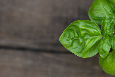 High angle view of fresh green leaves