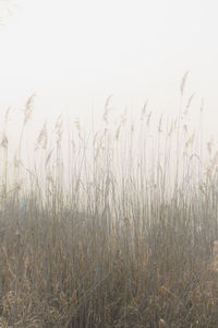 Plants growing on field