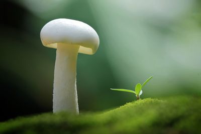 Close-up of mushroom growing outdoors