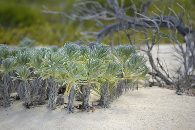 Close-up of fresh green plants on field