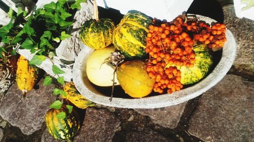 High angle view of fruits on plant