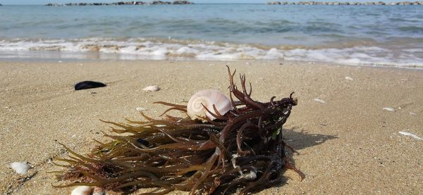 View of shell on beach