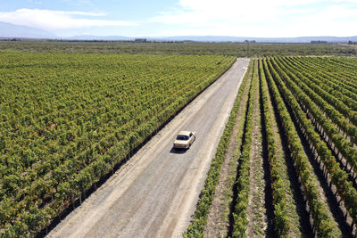 Scenic view of agricultural field
