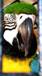 Close-up of an animal