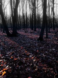 Trees in sunlight