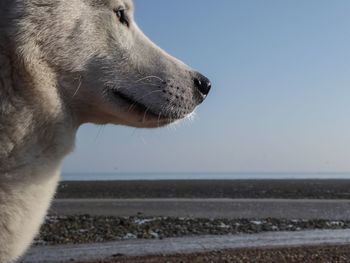 Close-up of dog at beach against clear sky