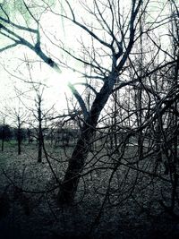 Low angle view of tree against sky