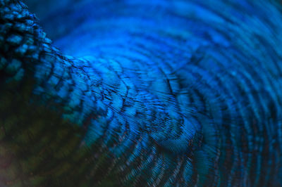 Close-up of peacock