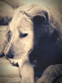 Close-up of dog relaxing outdoors