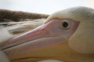 Close-up of bird