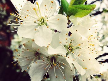 Close-up of white flower