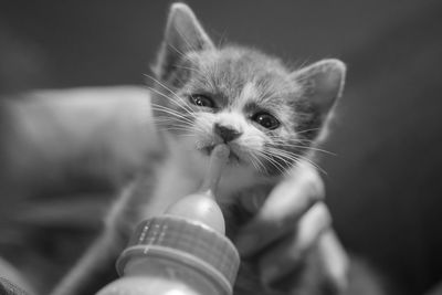 Close-up of hand holding kitten