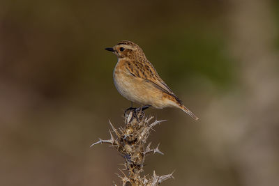 Close-up of bird perching on twig