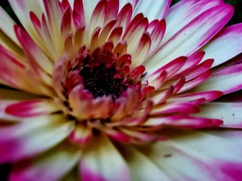 Close-up of pink flower