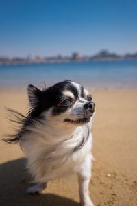 Dog looking away on beach