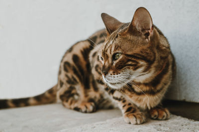 Close-up of tabby cat looking away