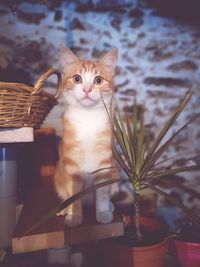 Portrait of cat sitting in basket