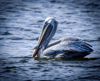 Bird swimming in lake