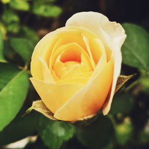 Close-up of rose flower