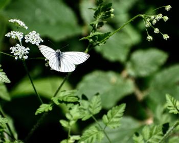Close-up of white flowering plant