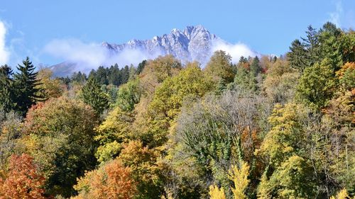 Scenic view of forest against sky during autumn