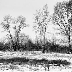 Bare trees on field