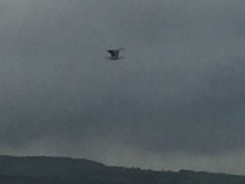 Bird flying against sky